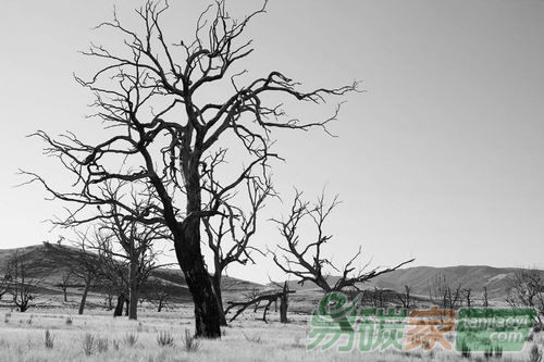 碳排放促使植物吸收澳大利亞四分之一徑流