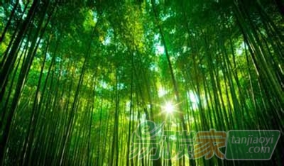 國內(nèi)外首份關于竹林生態(tài)系統(tǒng)應對氣候變化的評估報告出爐