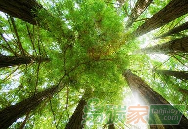 【成功案例解析經(jīng)驗(yàn)分享】農(nóng)民種樹林地如何通過碳匯交易來賺錢增收