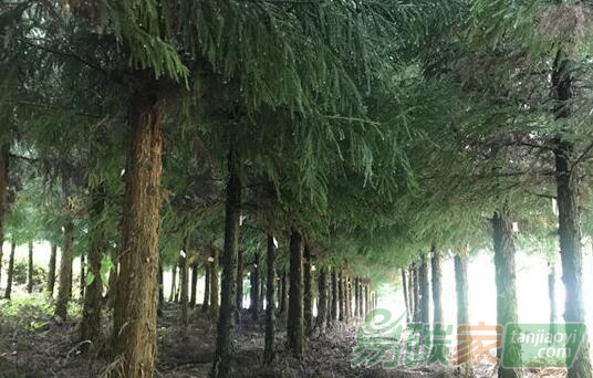 關(guān)于舉辦2019年第二期“林業(yè)碳匯管理”專題培訓(xùn)的通知