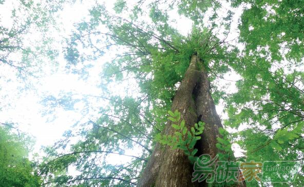 歐盟新掌門關(guān)注氣候變化：擬投萬(wàn)億歐元