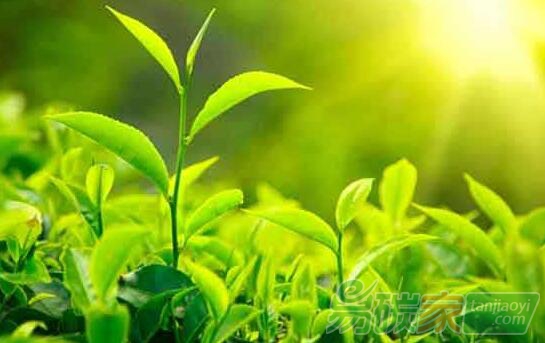 碳減排，跨國公司如何做？